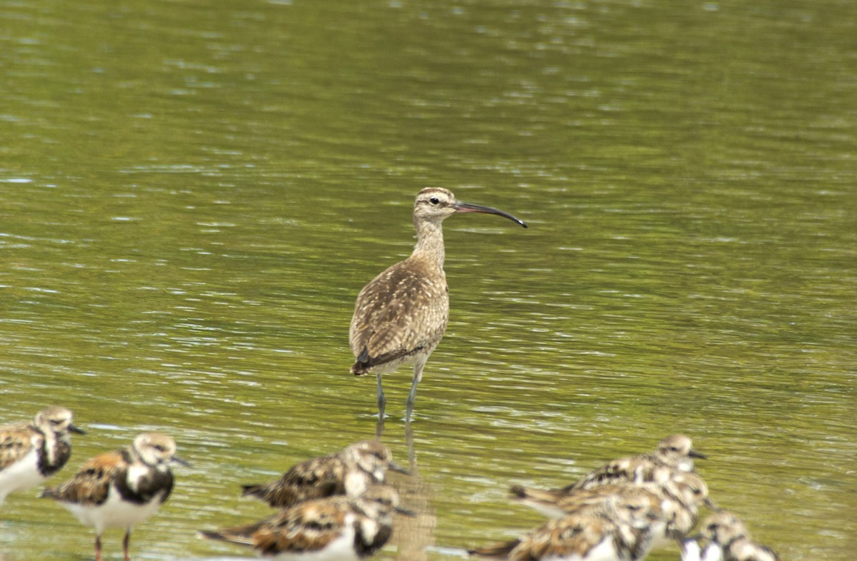 Hudsonian Whimbrel - ML505668541