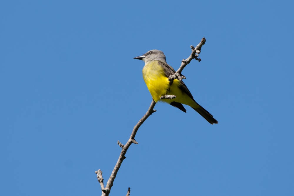Tropical Kingbird - ML505668701