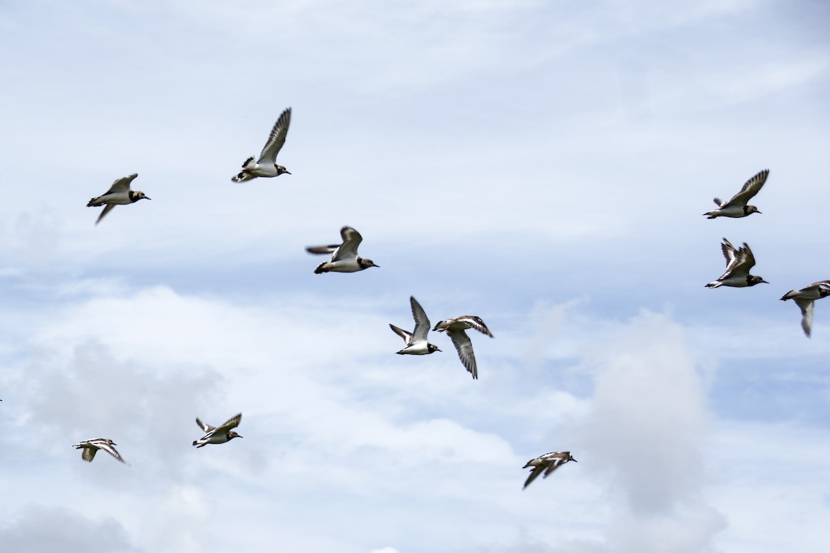 Ruddy Turnstone - ML505668731