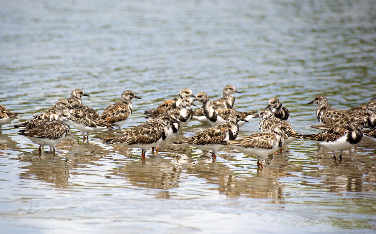 Ruddy Turnstone - ML505668741
