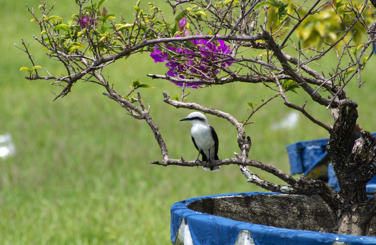 Masked Water-Tyrant - ML505668851