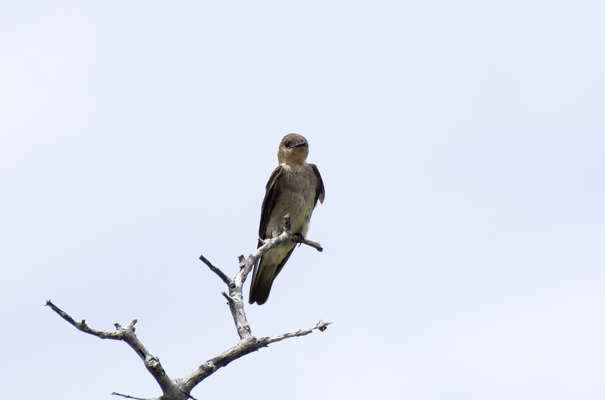 Southern Rough-winged Swallow - ML505668901