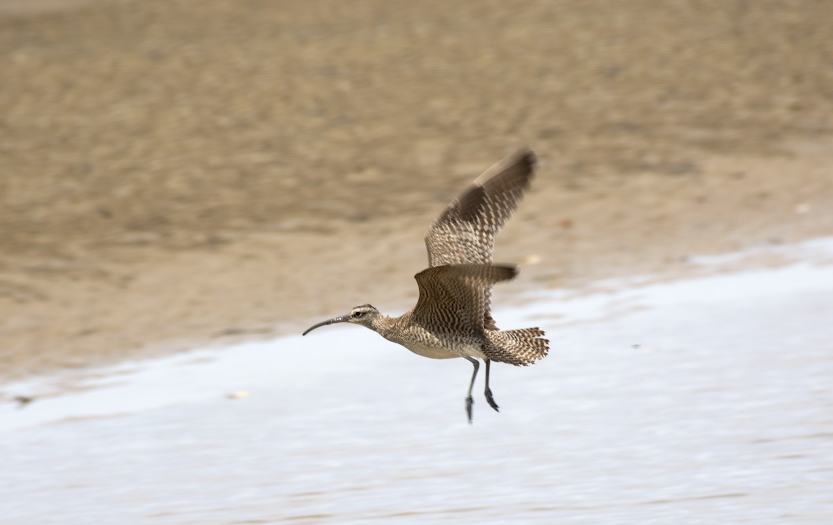 Hudsonian Whimbrel - ML505669041
