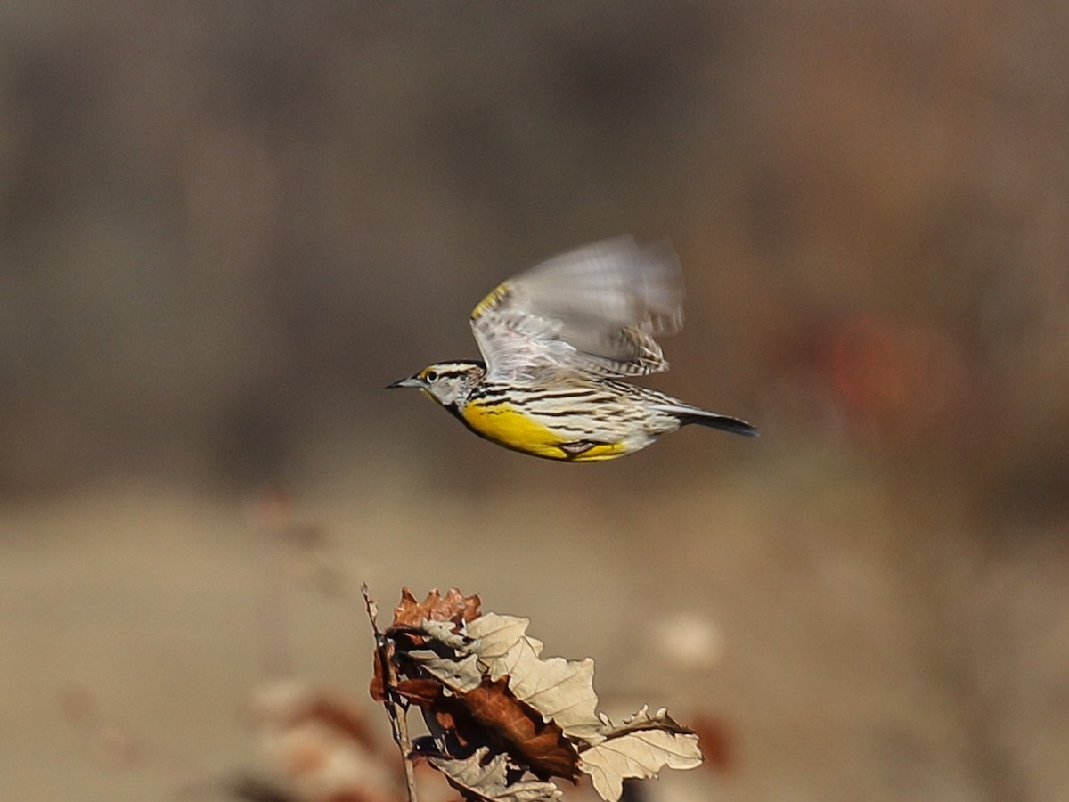 Eastern Meadowlark - Paul Jacyk