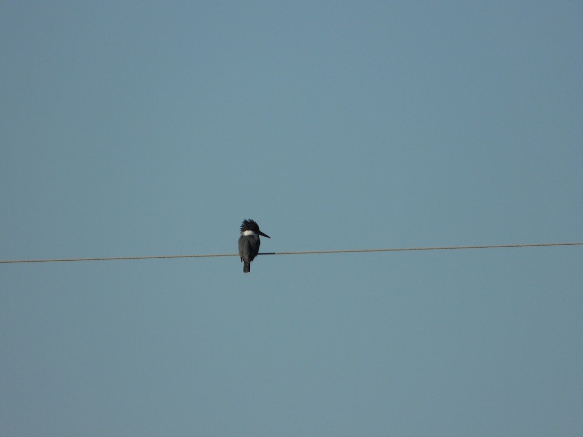 Belted Kingfisher - ML505669811