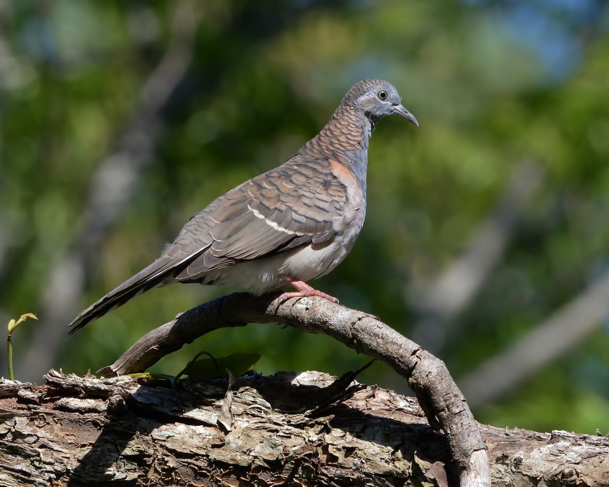 Bar-shouldered Dove - ML505671251