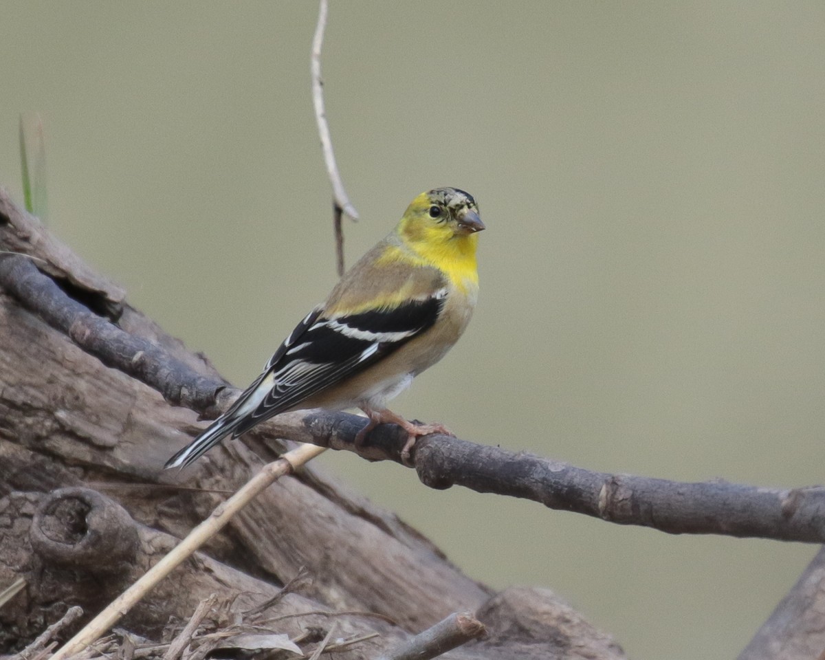 Chardonneret jaune - ML505671891