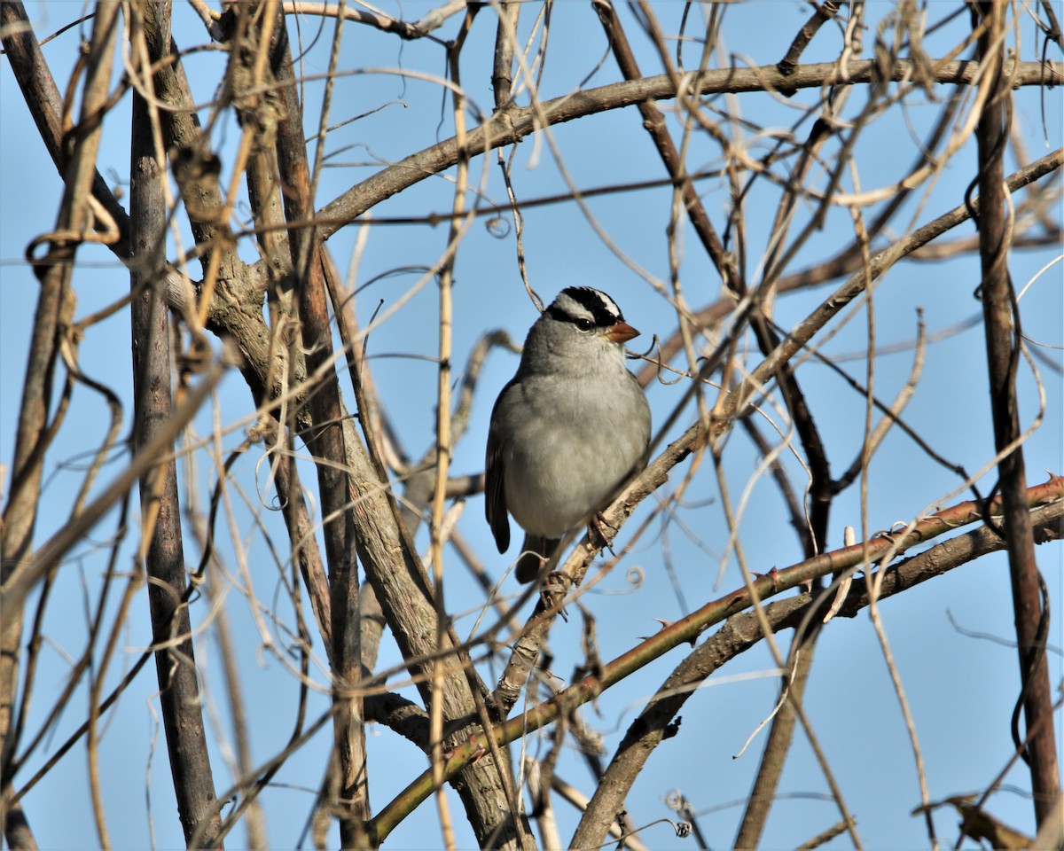 White-crowned Sparrow - ML505672281
