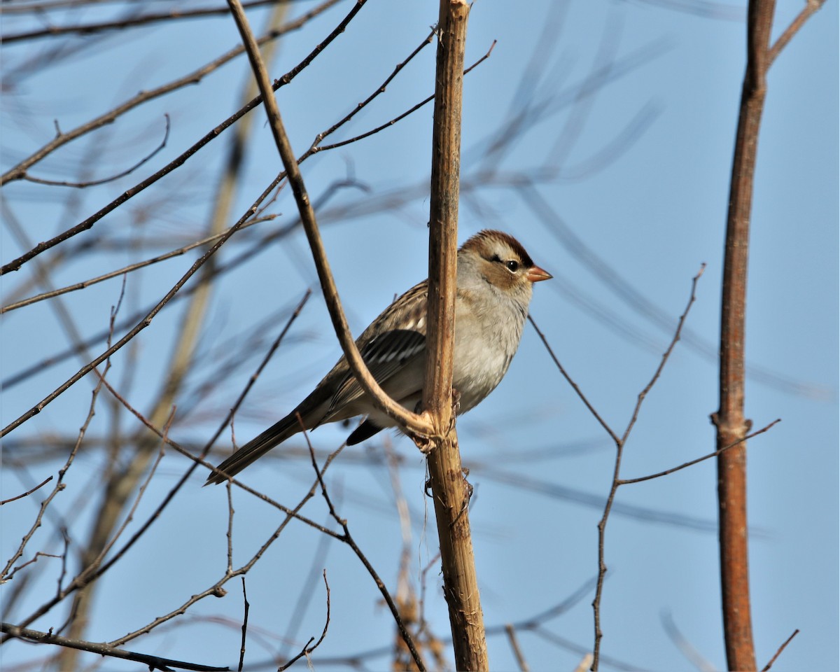 White-crowned Sparrow - ML505672411
