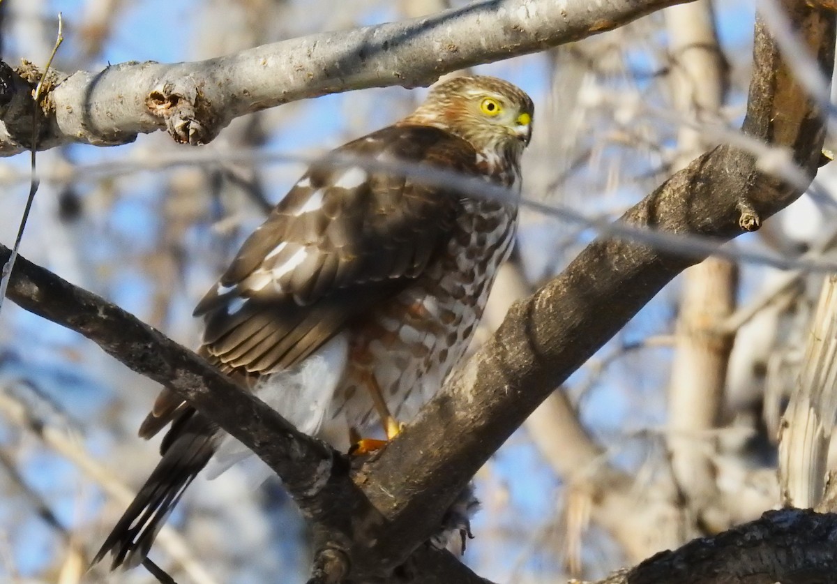 Sharp-shinned Hawk - ML505674451