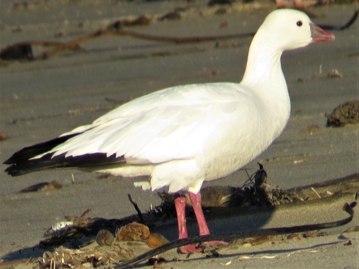 Ross's Goose - Maggie Smith