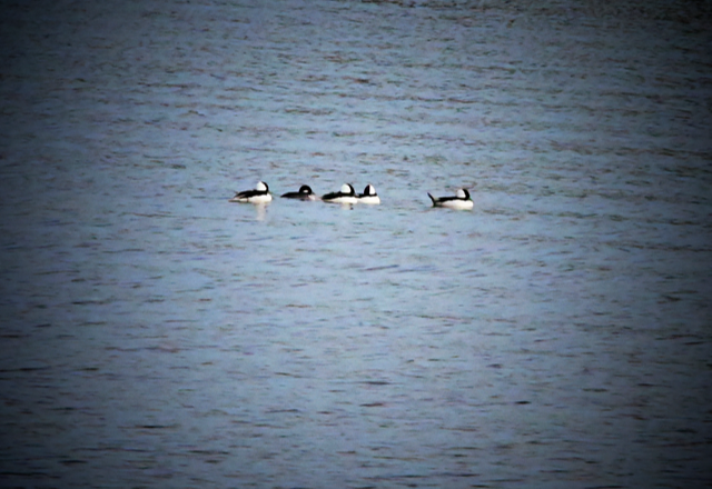 Bufflehead - ML505674891