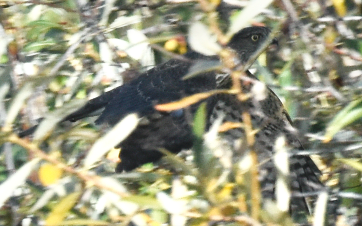 Sharp-shinned Hawk - ML505677241
