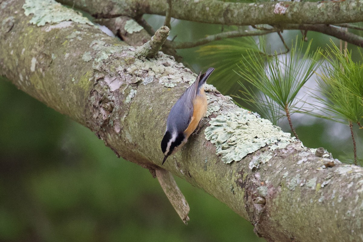 Red-breasted Nuthatch - ML505677391