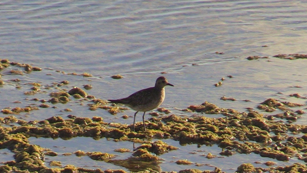 Chorlito Dorado Siberiano - ML505677661