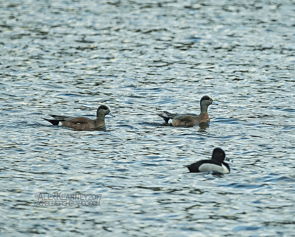 American Wigeon - ML50567781