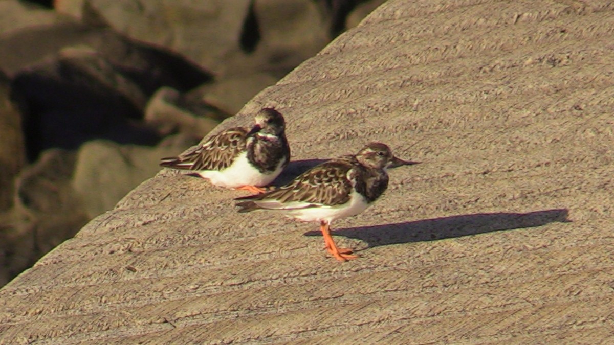 Ruddy Turnstone - ML505678001