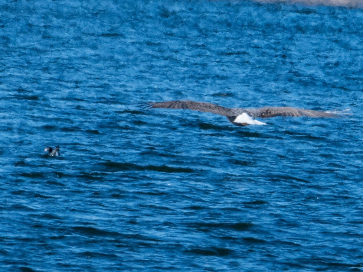 American Coot - ML505679641