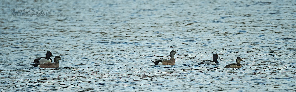 American Wigeon - ML50568011