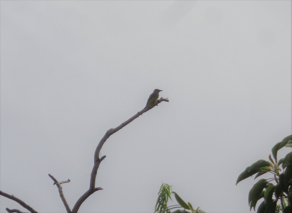 Tropical Kingbird - ML505680731