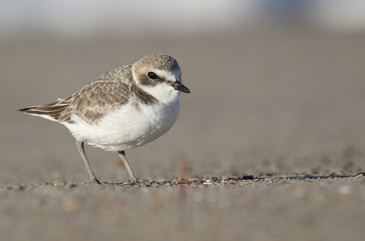 Snowy Plover - ML505681811