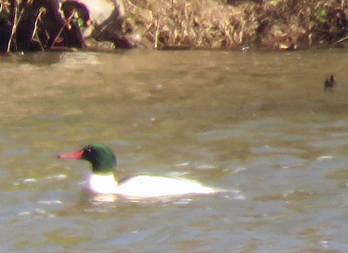 Common Merganser - ML505682391