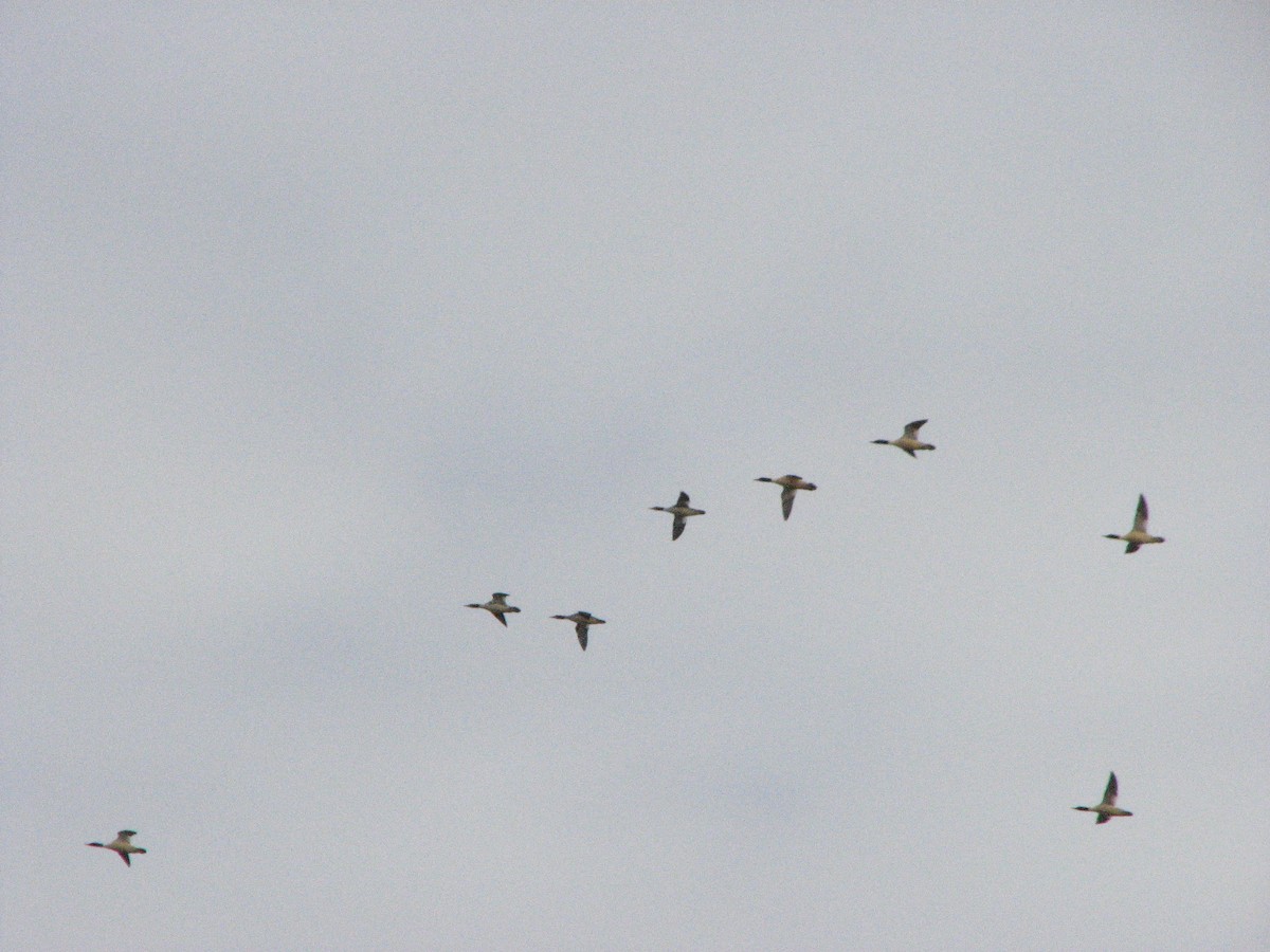 Common Merganser - ML505684131