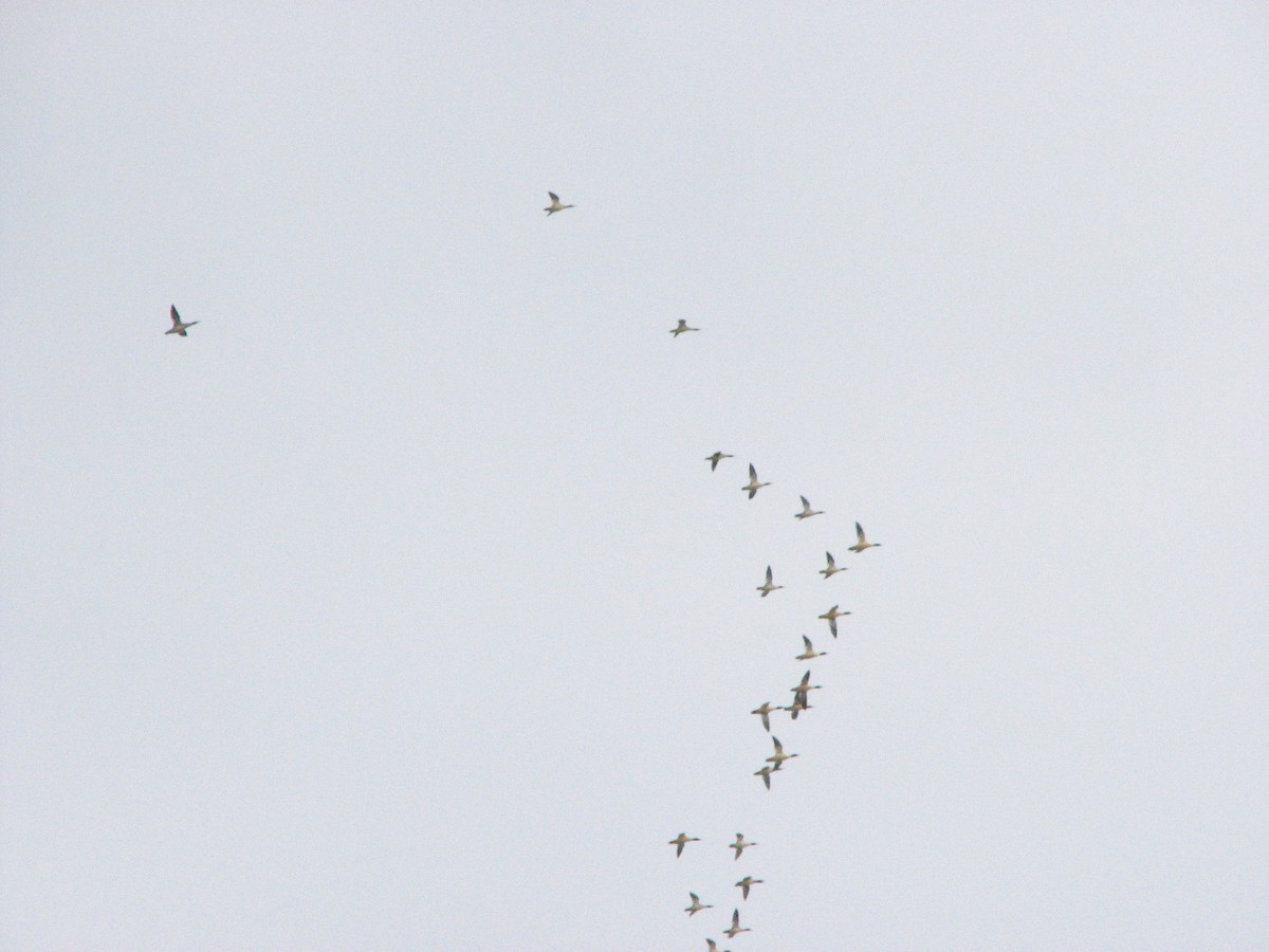 Common Merganser - Paxton Fussman