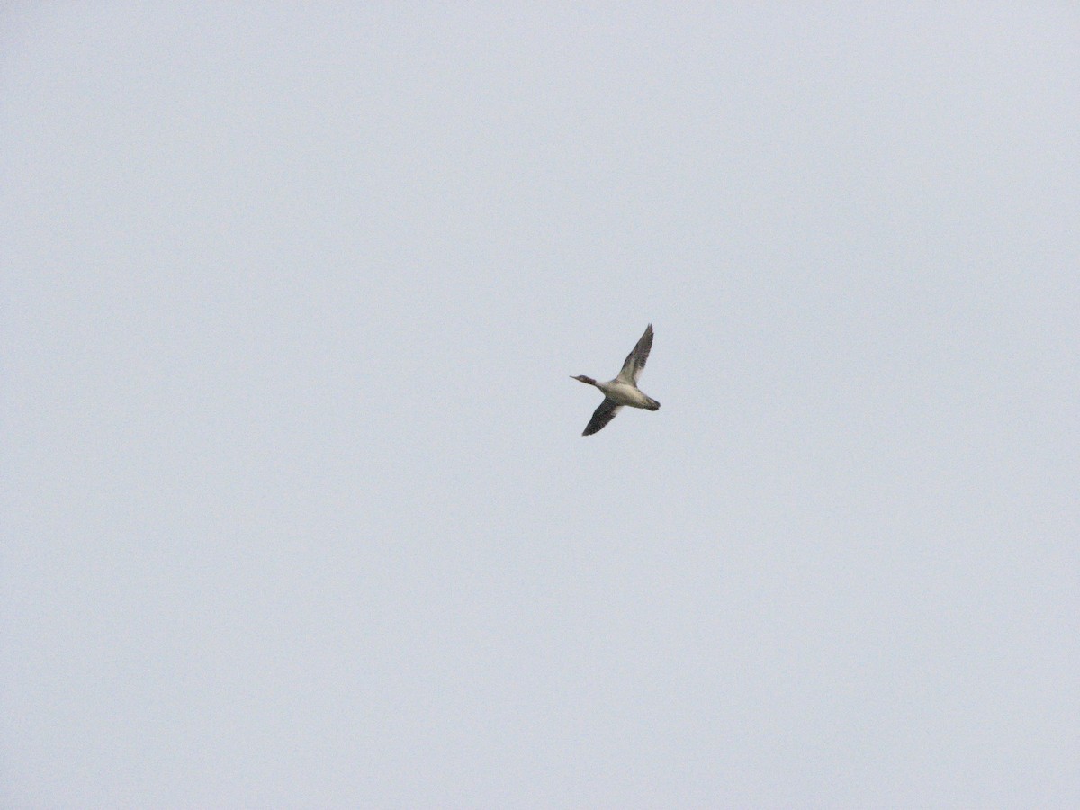 Common Merganser - ML505684401