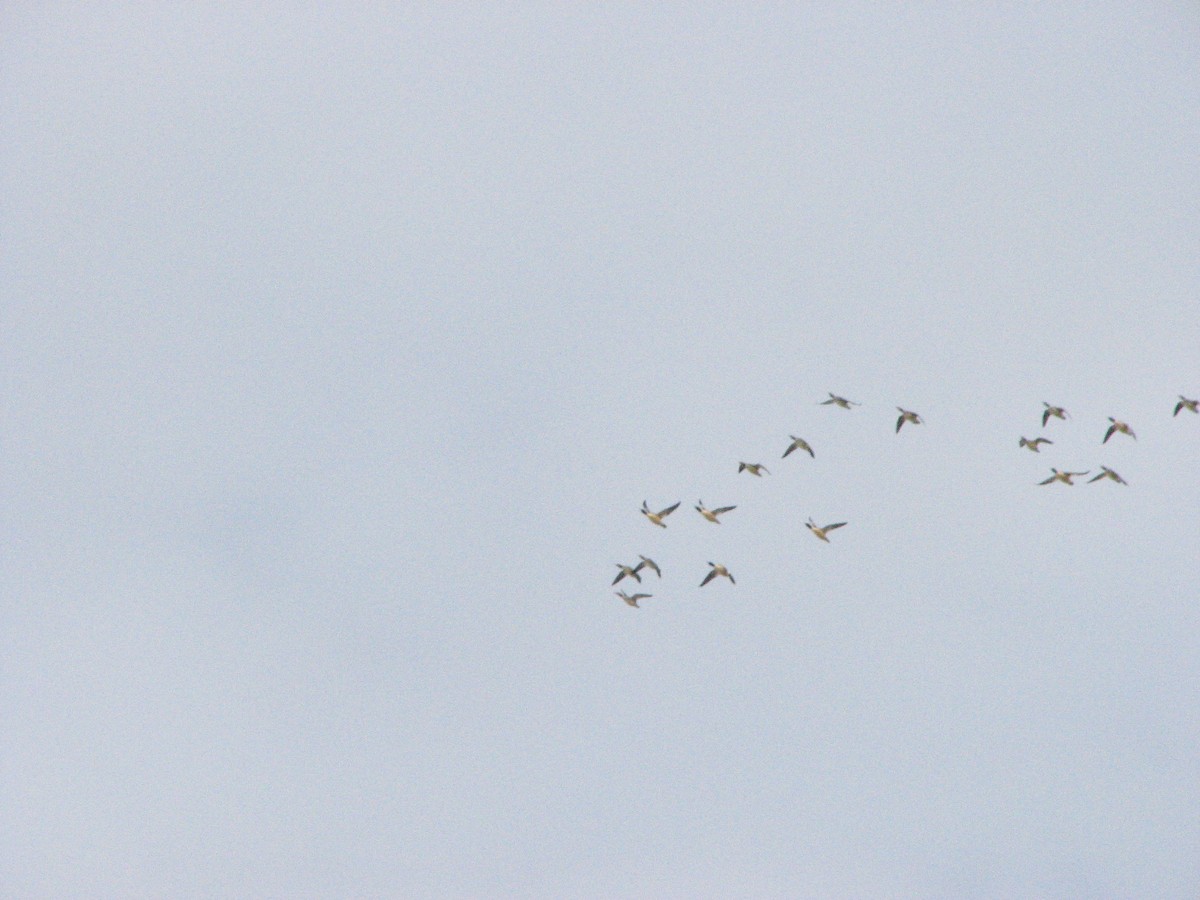 Common Merganser - ML505684431