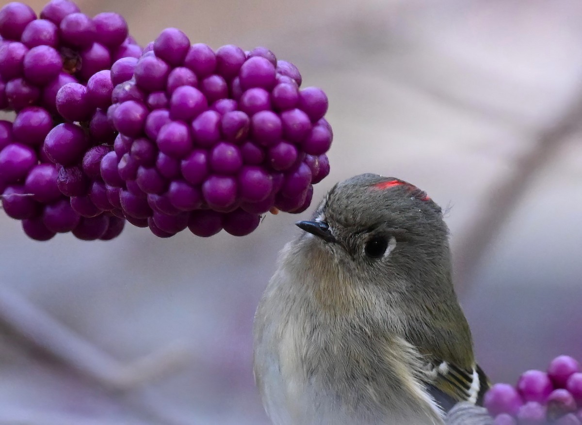 Ruby-crowned Kinglet - ML505684441