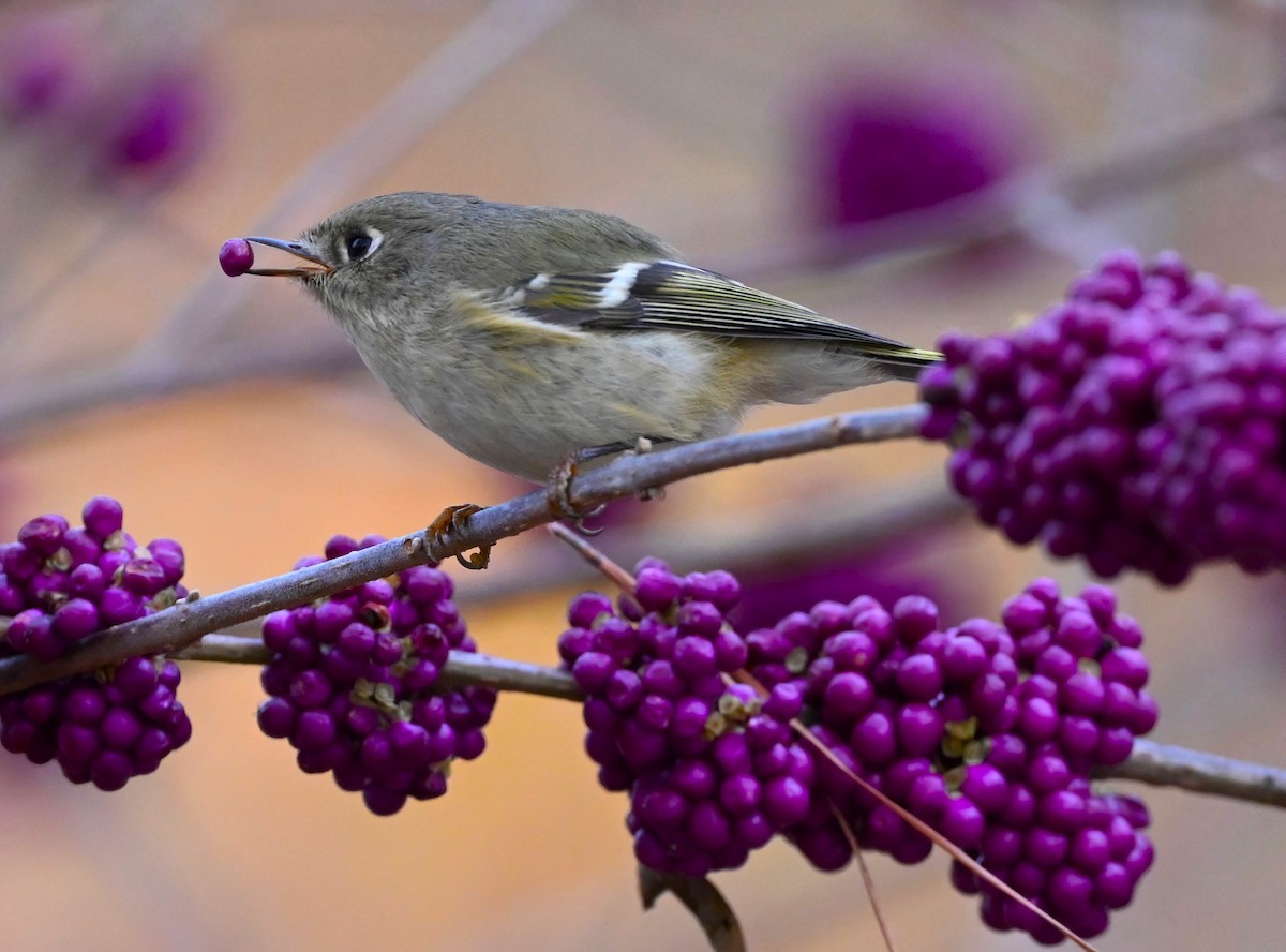 Ruby-crowned Kinglet - ML505684451