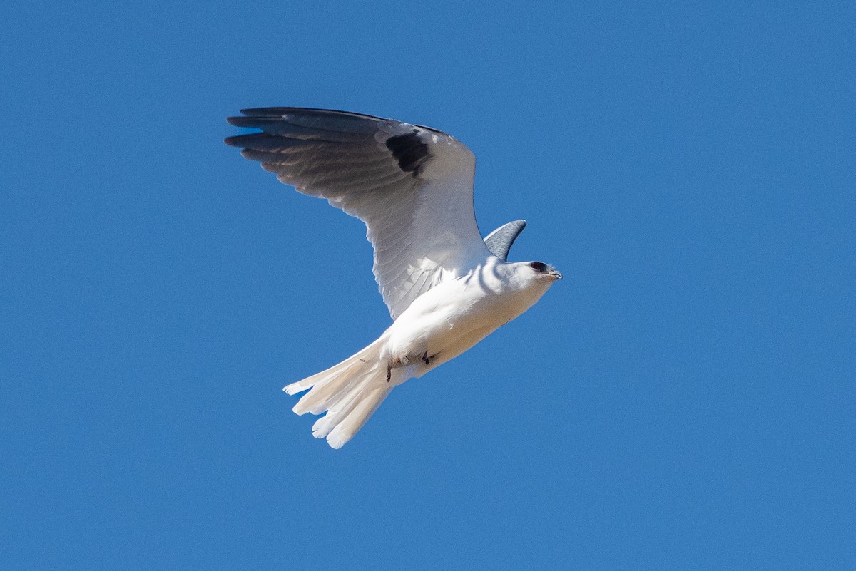 White-tailed Kite - Van Pierszalowski