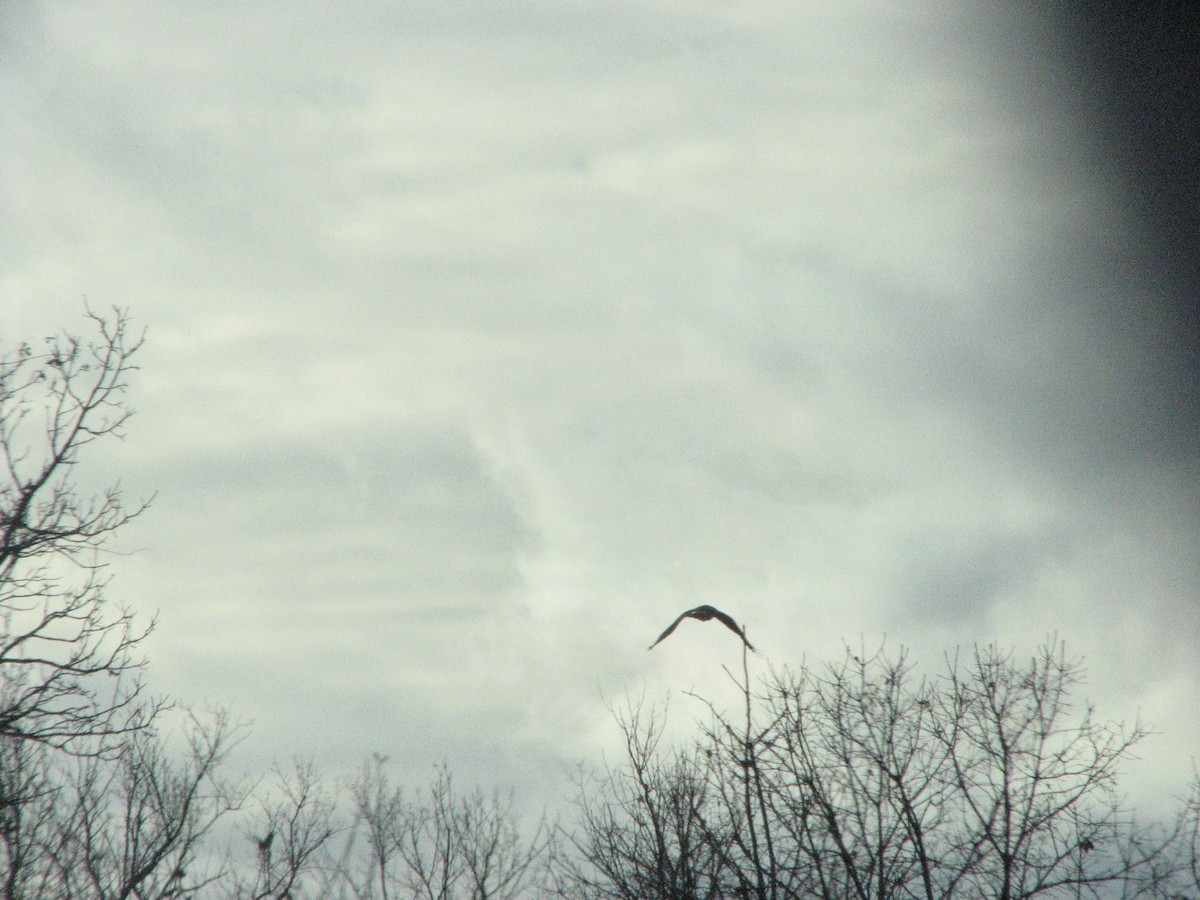 Red-tailed Hawk (borealis) - Paxton Fussman