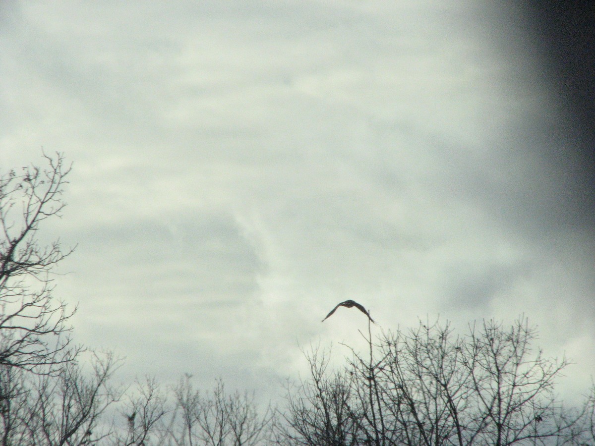 Red-tailed Hawk (borealis) - ML505684751