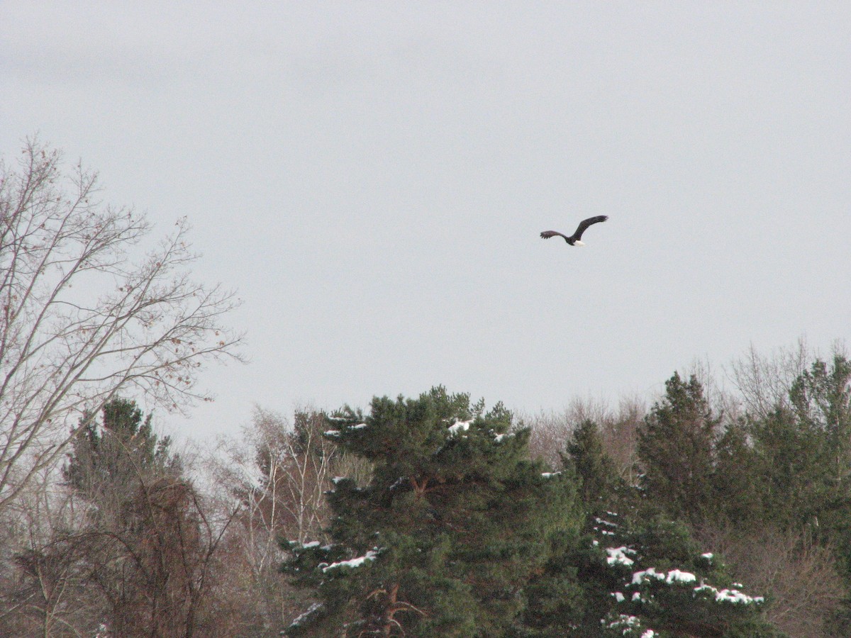 Bald Eagle - ML505686481