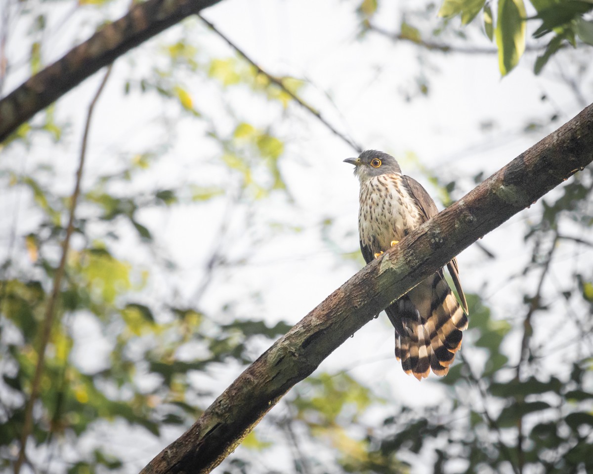 マレーシアジュウイチ - ML505688411