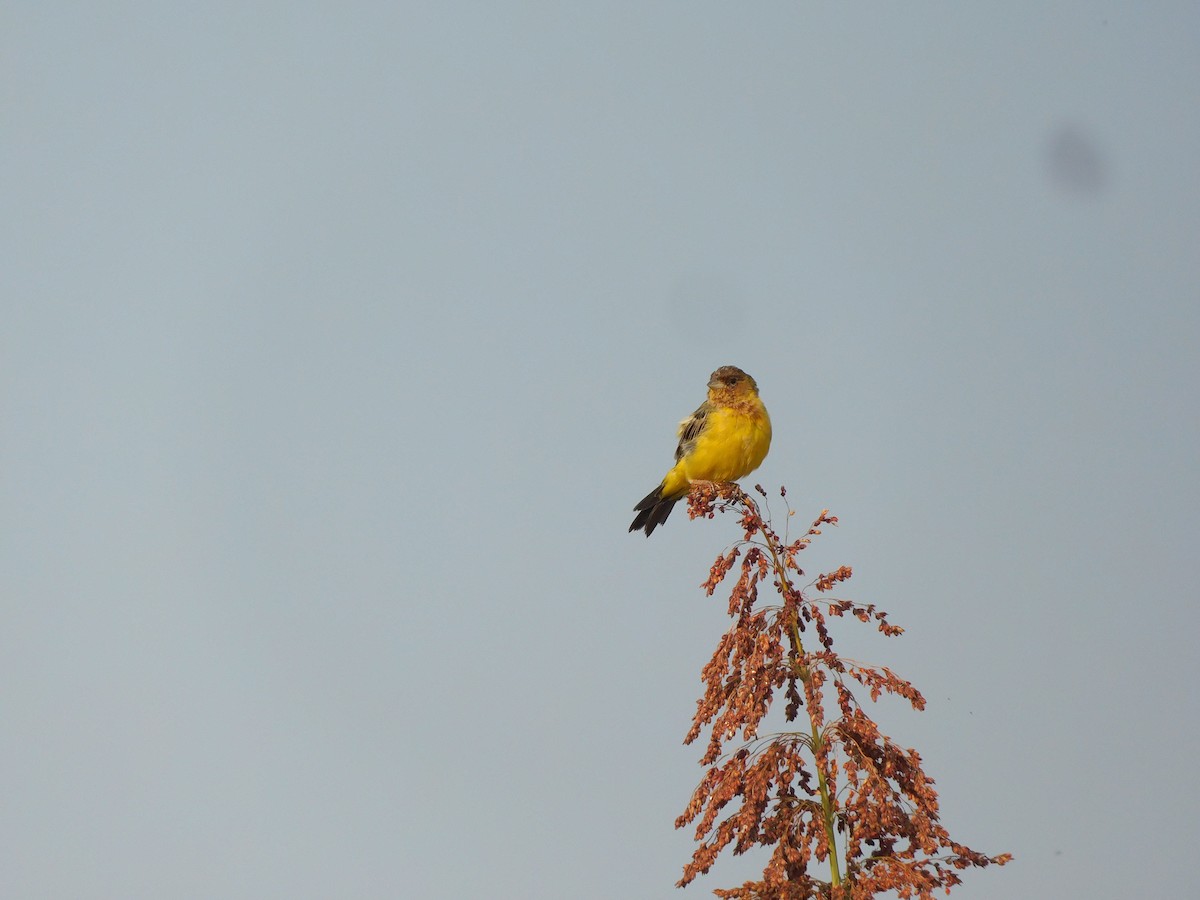Red-headed Bunting - ML505689481