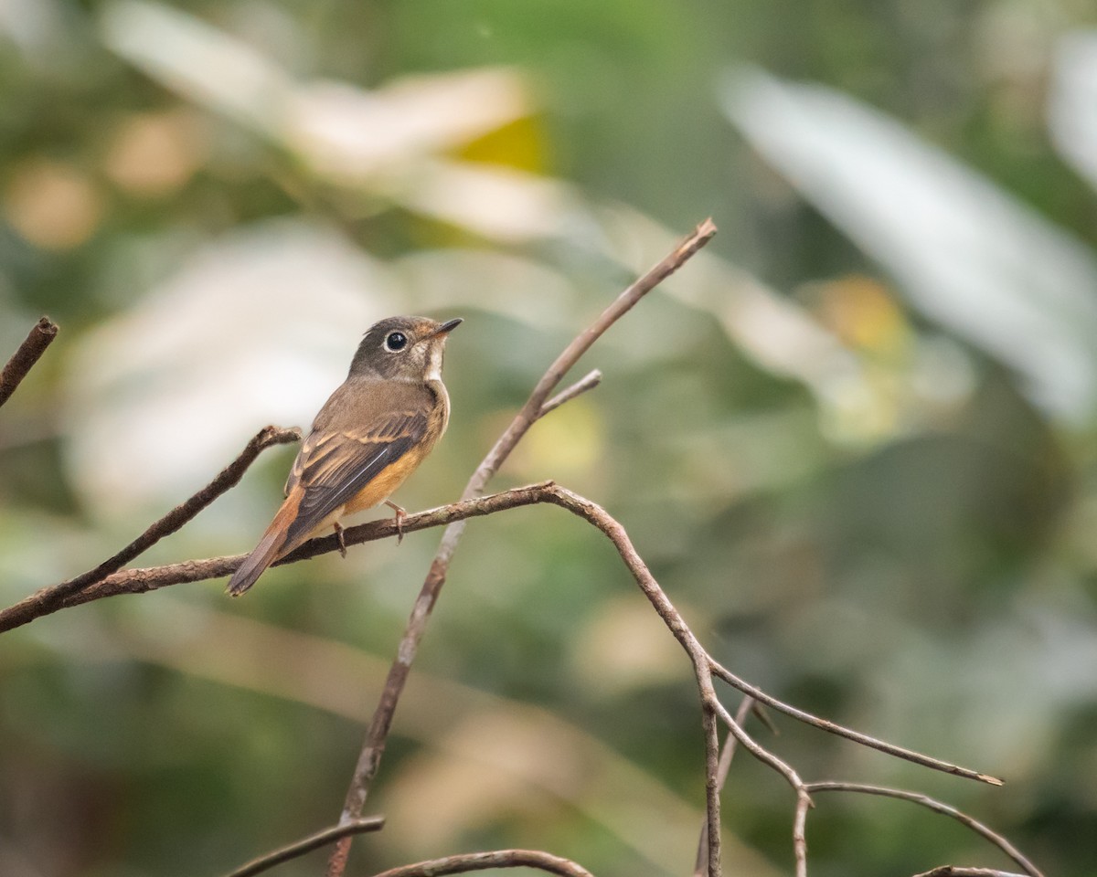 ミヤマヒタキ - ML505690791