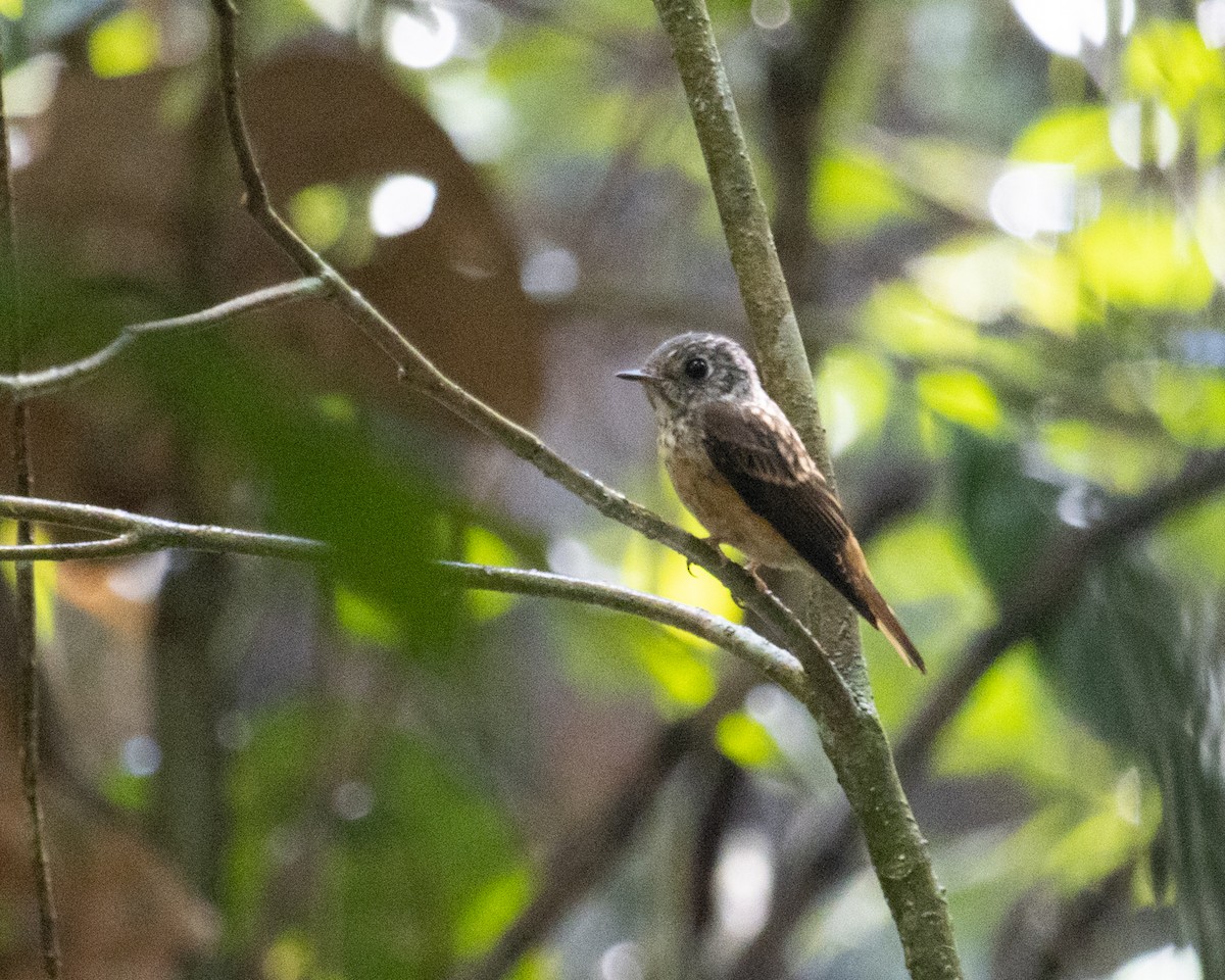 ミヤマヒタキ - ML505690801