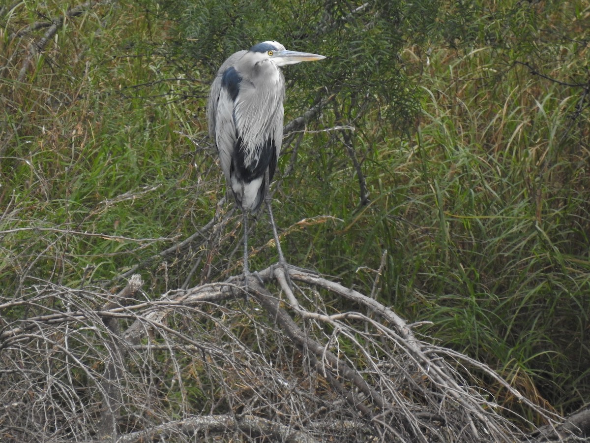 Great Blue Heron - Greg Steeves