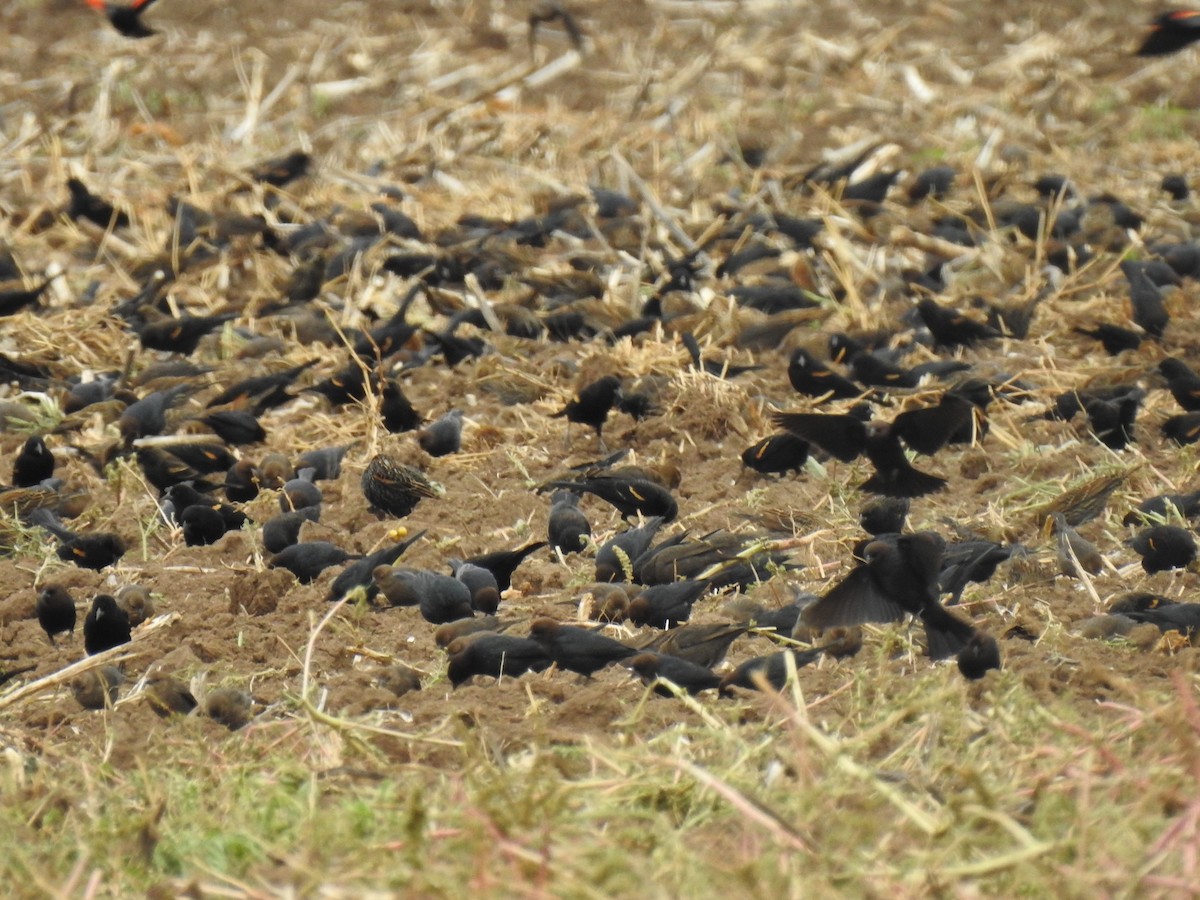 Red-winged Blackbird - ML505692561