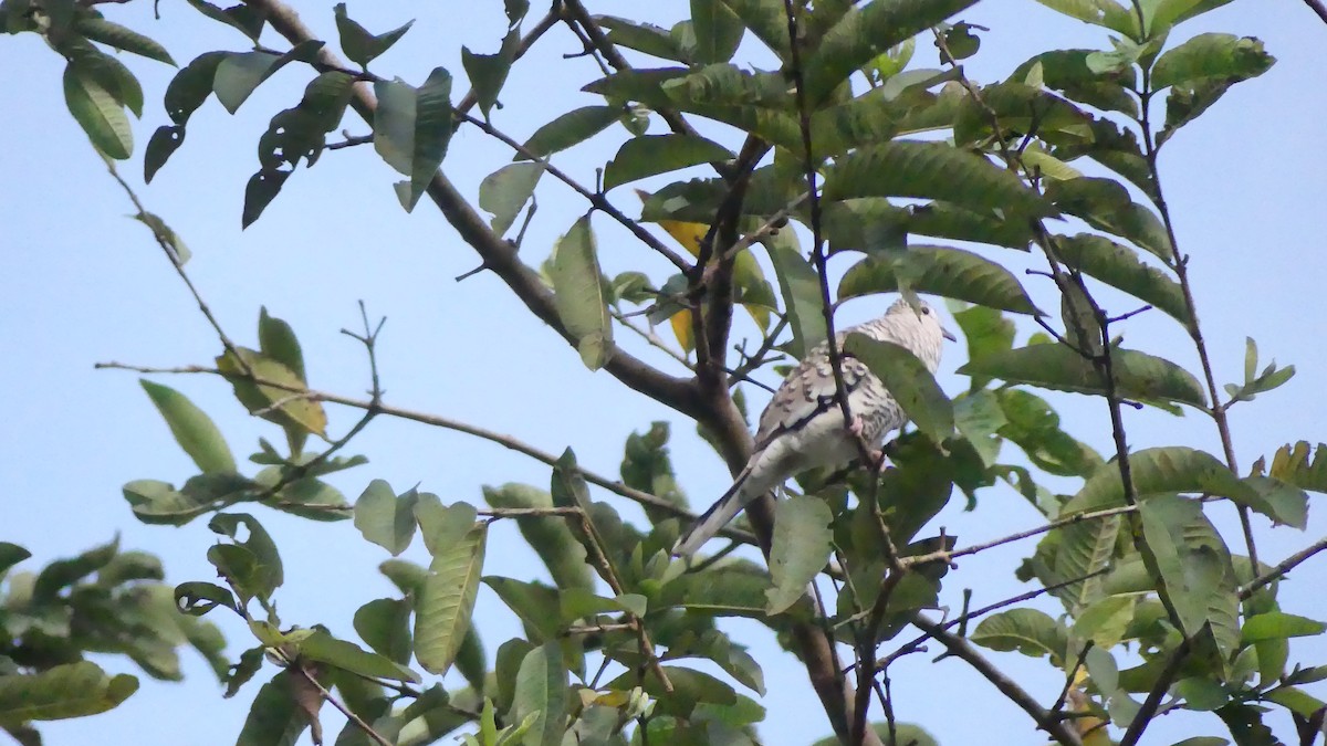 Scaled Dove - ML505693601