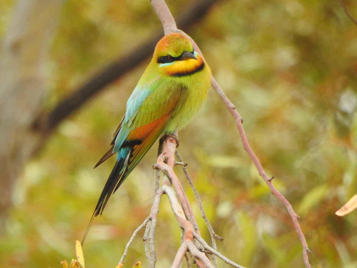 Rainbow Bee-eater - ML505693681