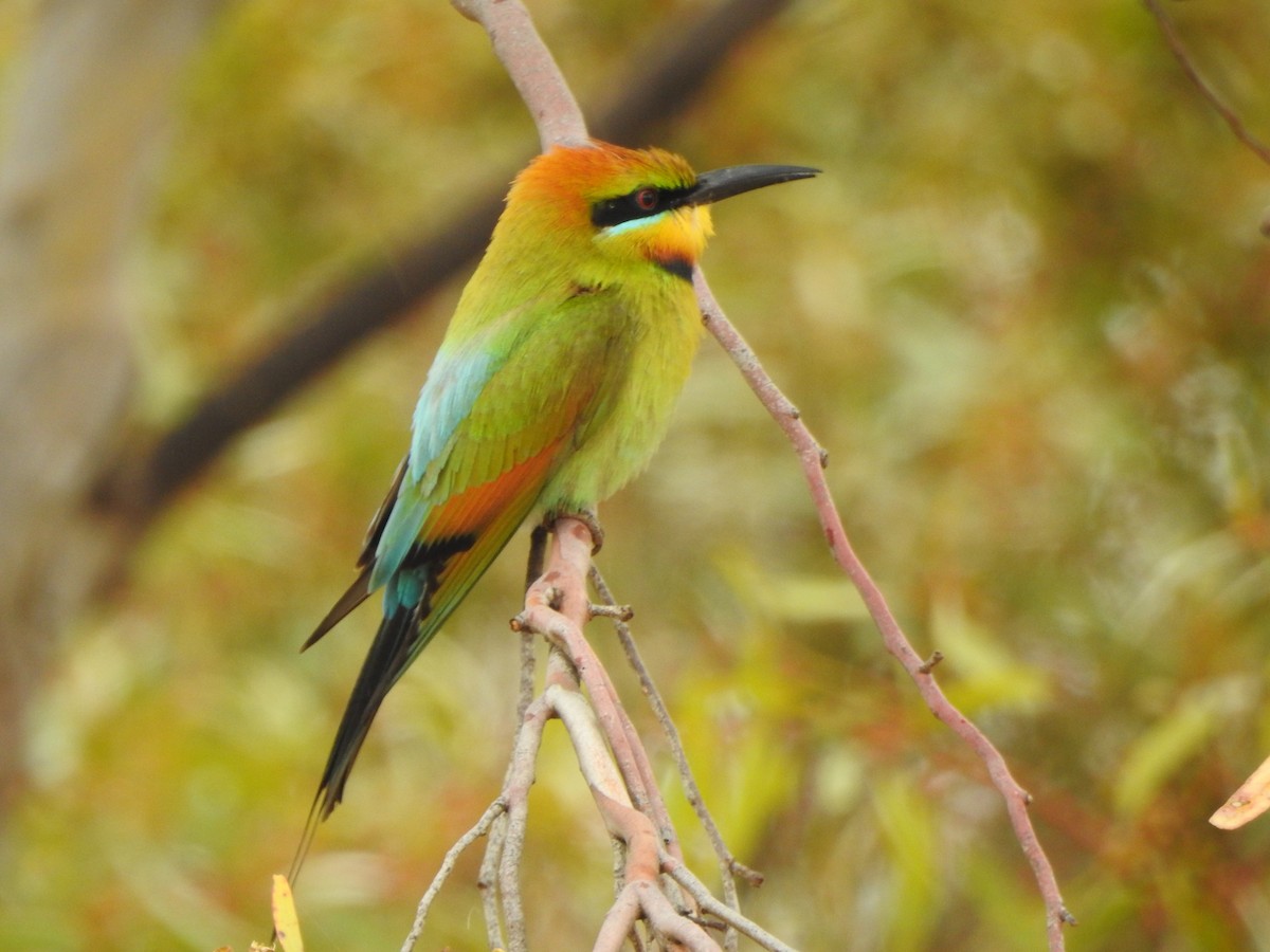 Rainbow Bee-eater - ML505693691