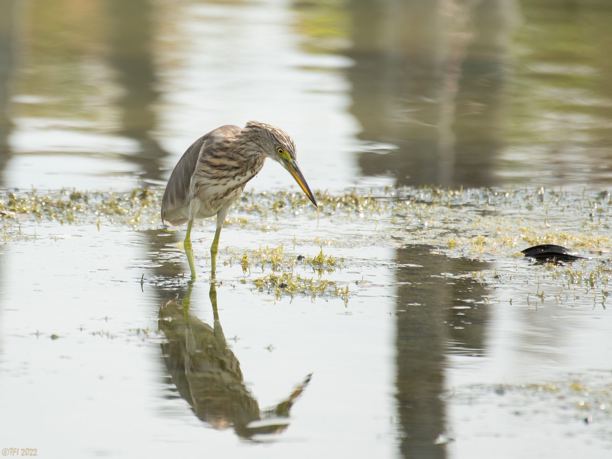 Javan Pond-Heron - ML505693881