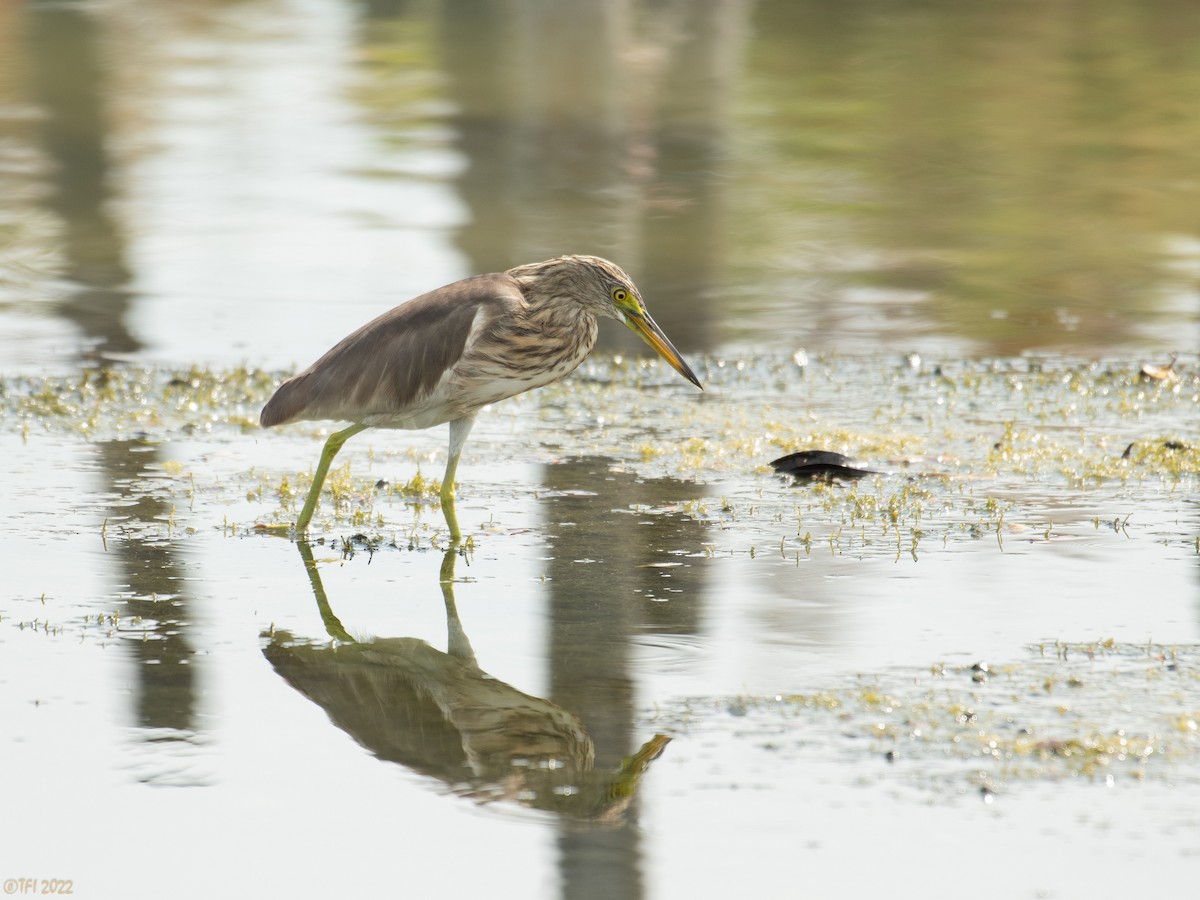 Javan Pond-Heron - ML505693891