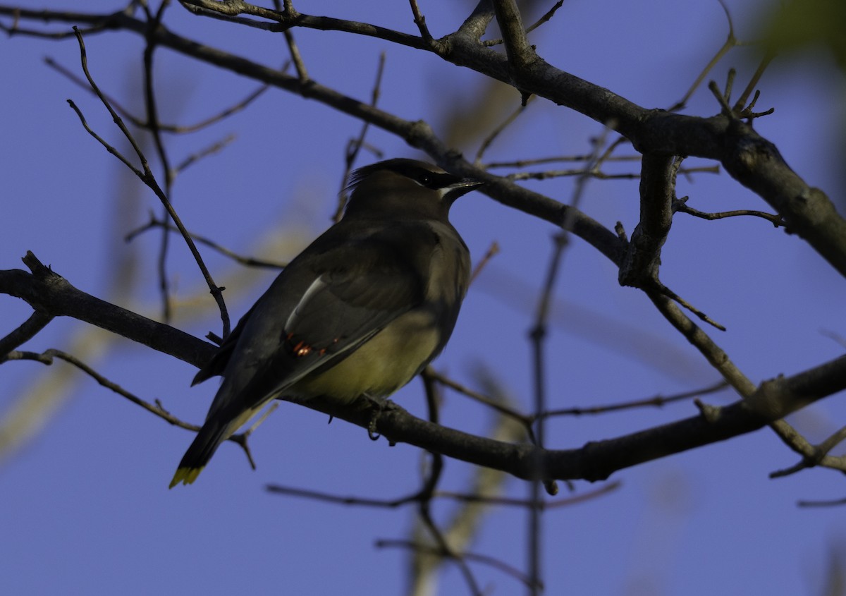 Cedar Waxwing - ML505694171