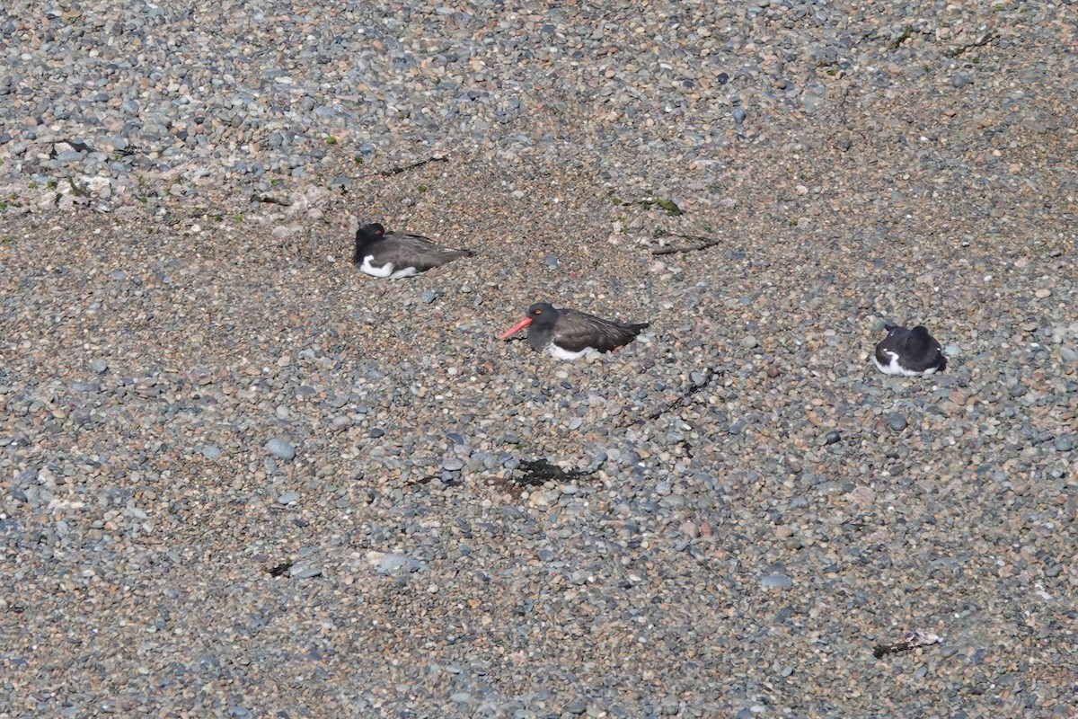 American Oystercatcher - ML505697331