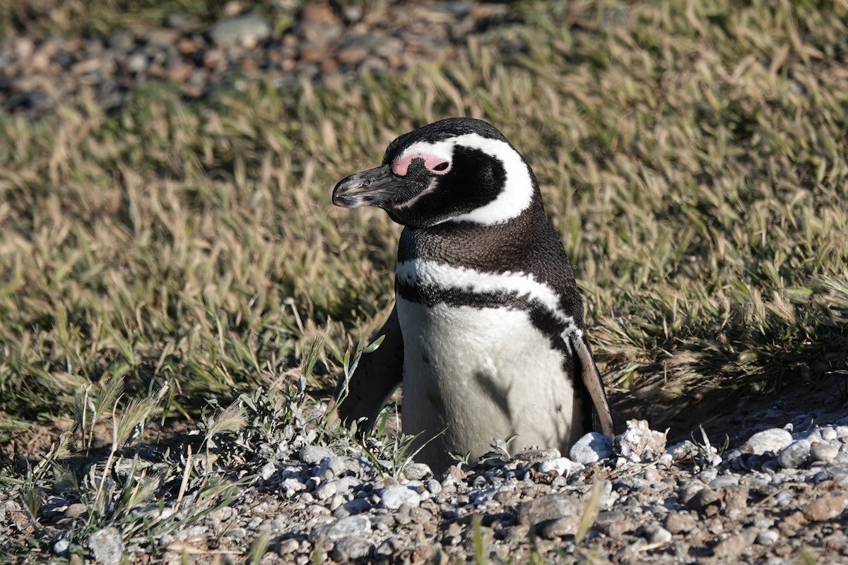 Magellanic Penguin - ML505697621